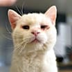 Thumbnail photo of Snow - Foster #1