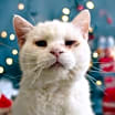Thumbnail photo of Snow - Foster #2