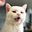 Thumbnail photo of Snow - Foster #3
