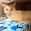 Thumbnail photo of Snow - Foster #4