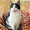 Thumbnail photo of Muffin #1
