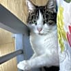 Thumbnail photo of Muffin #2