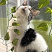 Thumbnail photo of Muffin #3