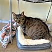 Thumbnail photo of Lucille #2