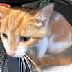 Thumbnail photo of Teemo #2