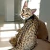 Thumbnail photo of Dharma #1