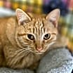Thumbnail photo of Mutt #2