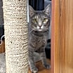 Thumbnail photo of Britches #2