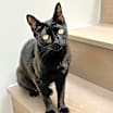 Thumbnail photo of Mirabel #4
