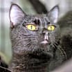 Thumbnail photo of Lindy #2