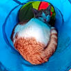 Thumbnail photo of Pharaoh #1