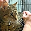 Thumbnail photo of Milo #3