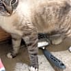 Thumbnail photo of Scarlet #1