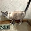 Thumbnail photo of Scarlet #2
