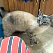 Thumbnail photo of Scarlet #3