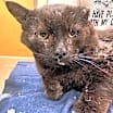 Thumbnail photo of Oscar- 040915T #1