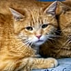 Thumbnail photo of Norbert (C24-002) #3