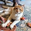 Thumbnail photo of Wally #1