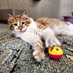 Thumbnail photo of Wally #2