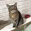 Thumbnail photo of Olivia - (Must be adopted w/Junior) #1