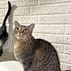 Thumbnail photo of Olivia - (Must be adopted w/Junior) #2