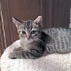 Thumbnail photo of Olivia - (Must be adopted w/Junior) #3