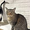 Thumbnail photo of Olivia - (Must be adopted w/Junior) #4