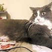 Thumbnail photo of Simba #2