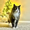 Thumbnail photo of Simba #1