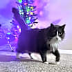 Thumbnail photo of Simba #4