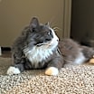 Thumbnail photo of Simba #3