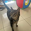 Thumbnail photo of Sphinx #1