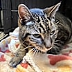 Thumbnail photo of Sphinx #2