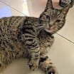 Thumbnail photo of Sphinx #3