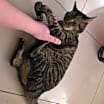 Thumbnail photo of Sphinx #4