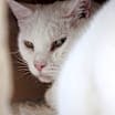 Thumbnail photo of Wren #3