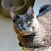 Thumbnail photo of Roxy #2