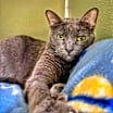 Thumbnail photo of Roxy #3