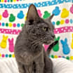 Thumbnail photo of Roxy #4