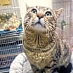 Thumbnail photo of Diesel #3