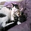 Thumbnail photo of Mochi #1