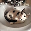 Thumbnail photo of Mochi #3