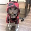 Thumbnail photo of Mochi #4