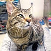 Thumbnail photo of Diesel #2