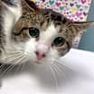 Thumbnail photo of Ike #3