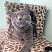 Thumbnail photo of Zuri #1