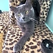 Thumbnail photo of Zuri #3