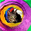 Thumbnail photo of Mai Tai #4