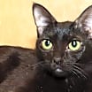 Thumbnail photo of Moonlite #1