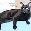 Thumbnail photo of Moonlite #2